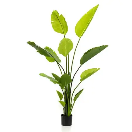 strelitzia-plant-230cm-tjkinterior